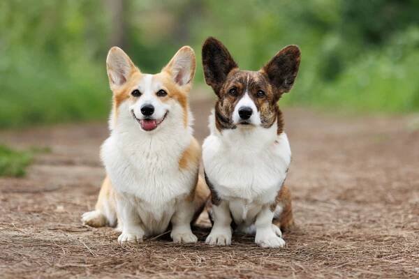 portrét dvou psů plemene welsh corgi plemene pembroke v přírodě. - volnočasový oblek - stock snímky, obrázky a fotky