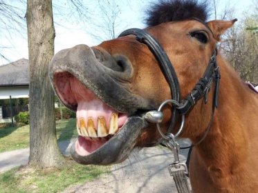 Trochu jiní šampioni | Hiporehabilitační kůň