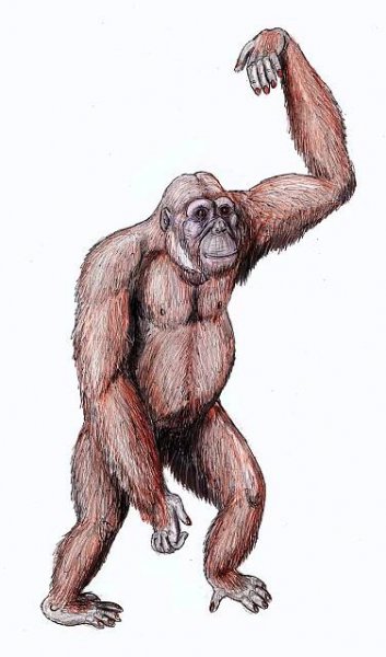 Histoire évolutive de la lignée humaine — Wikipédia