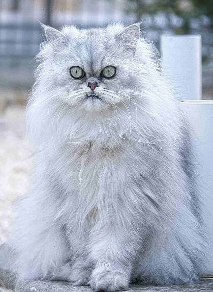 Chinchilla Persian showing its teeth