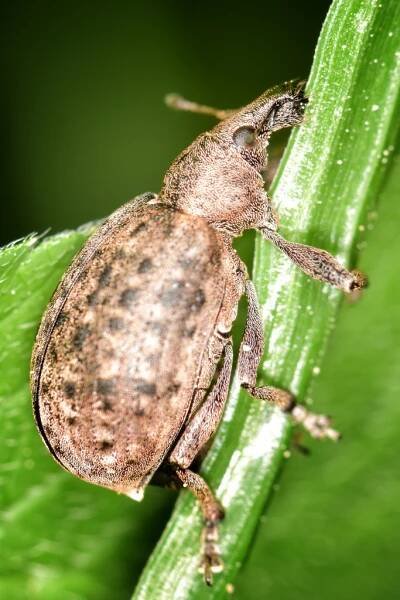 Curculionidae – Nosatcovití – (Ne)viditelné krásky 