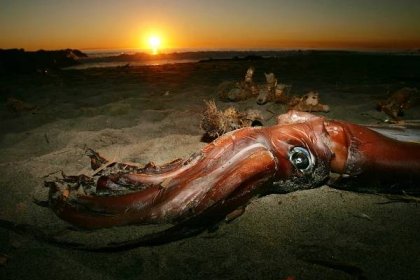 Enormous Deep-Sea Squid Washes Up on Beach in 'Once in a Lifetime' Sighting