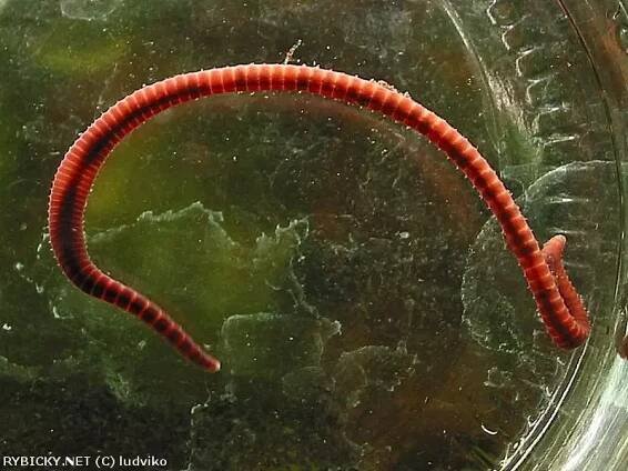 Lumbriculus variegatus | © ludviko