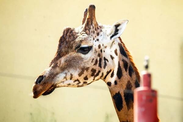Zoo Ostrava: Do zoo dorazil nový samec žirafy 1