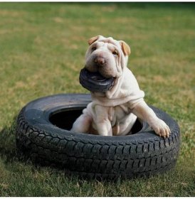 KONG Extreme Tyres S Odolné kousátko pro psy v eshopu FERA24.CZ za nejnižší cenu, recenze krmiv, nejlepší cena