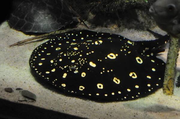 Bigtooth river stingray