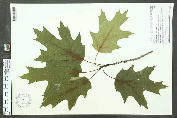 Quercus rubra - Species Page - APA: Alabama Plant Atlas 