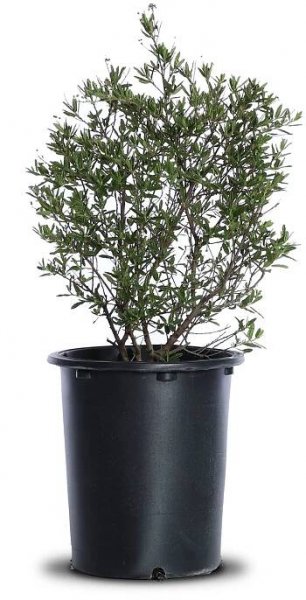 Concha California Lilac