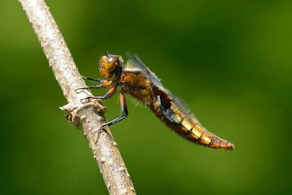 b1281 Vážka ploská (Libellula depressa)