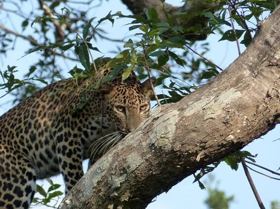 Sri Lanka Family Itinerary | Lijoma – Big Trips for Little Travellers