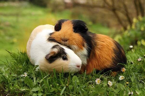 Morče (Cavia aperea) – Miroslav Hlavko / Shutterstock