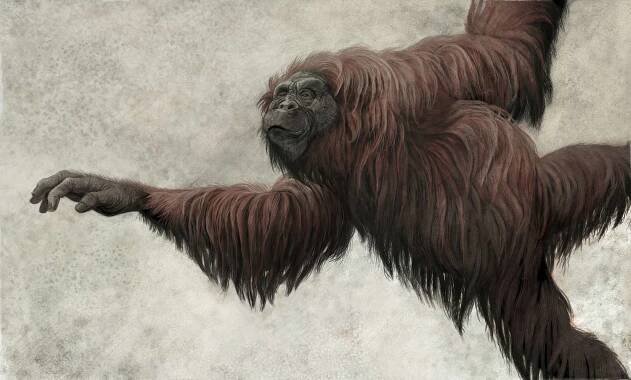 Dryopithecus Facts and Figures
