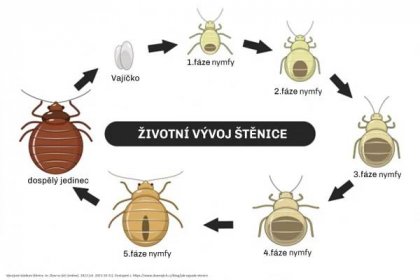 Výskyt nežádoucího hmyzu | Správa účelových zařízení ČVUT