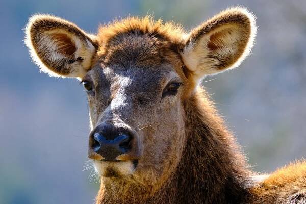 Zdravotní přínosy doplňku stravy wapiti: Co byste měli vědět