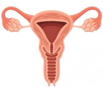 The Vaginal Introitus: Anatomy, Health Conditions, and Care