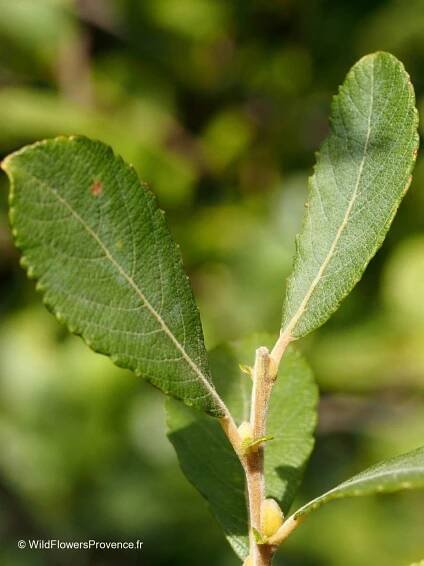 Alnus glutinosa - wild in Provence