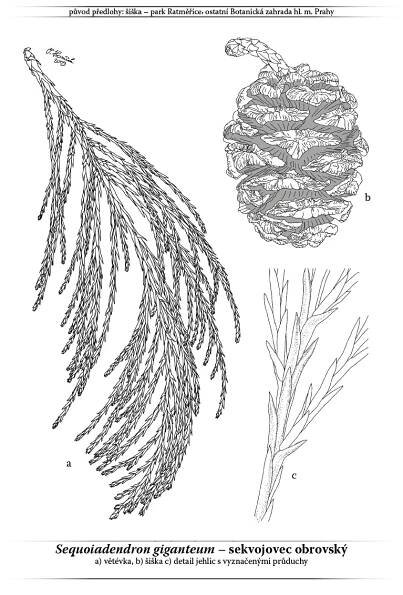 Dendrologie
