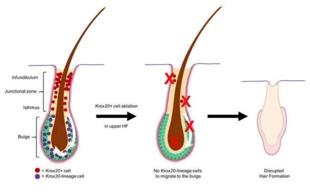 Scientists discover hidden stem cells that could reactivate hair growth