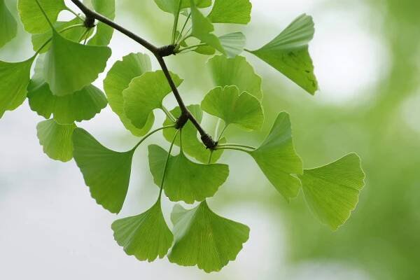 Gesundheit_Ginko.jpg