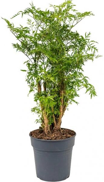 Aralia (Polyscias) ´Ming´ Branched (19x60cm)