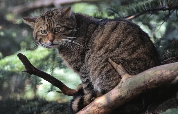 European protected species licensing