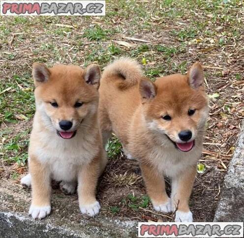 Shiba-Inu štěňata na prodej Sbazar Praha
