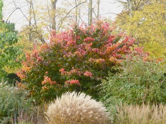 Parrotia persica 'Felicie'