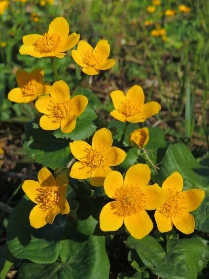 Soubor:Caltha palustris (36241275843).jpg