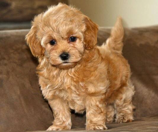 Maltipoo Wallpapers - Wallpaper Cave