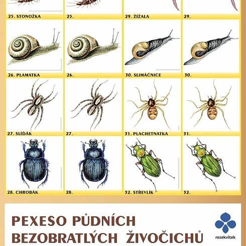 Pexeso půdních bezobratlých živočichů | Rezekvítek