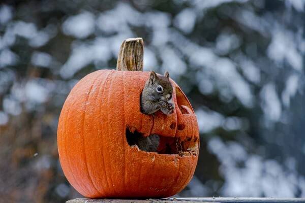 a squirrel pokes out from a jack o'lantern eating the insides