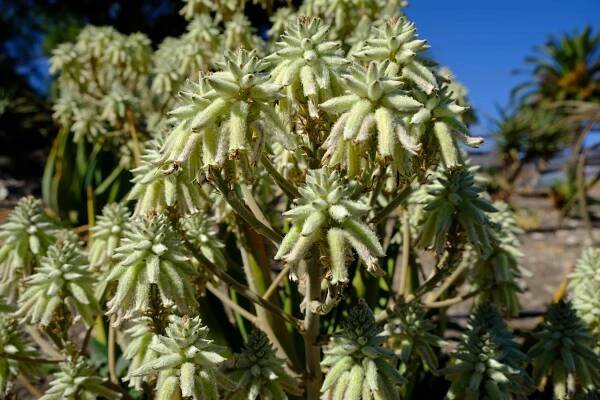 Aloe tomentosa