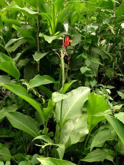 Obrázek - Canna indica (dosna indická) | BioLib.cz