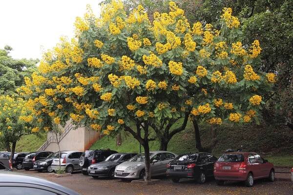 Senna spectabilis