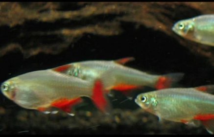 Bloodfin Tetra: Complete Care Guide for a Healthy Fish