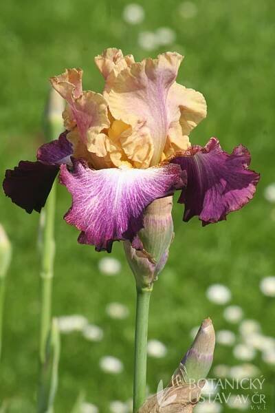 Iris barbata elatior Motylek (3) | HORTIFOTO | Autoři | iBotky.cz
