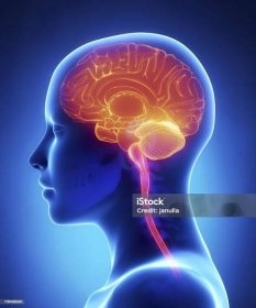 Anatomie ženského mozku průřezu rentgenového záření - Bez autorských poplatků Ilustrace Stock fotka