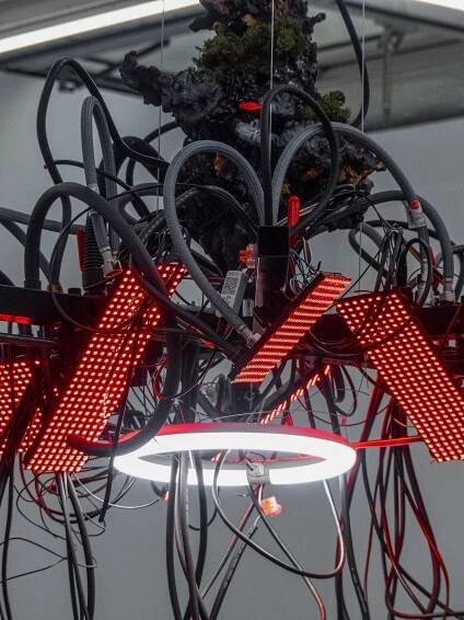 A chaotic assembly of red LED lights, cables, and a circular white ring light suspended from a textured, moss-covered object.
