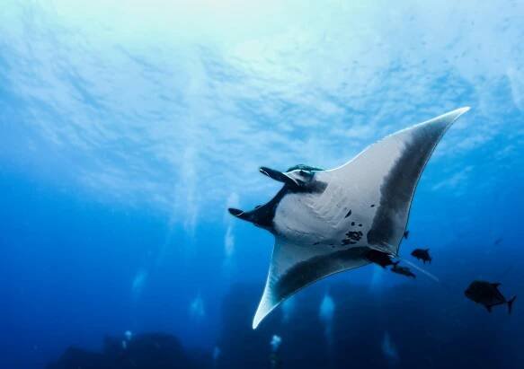 manta ray v isla revillagigedos, mexiko - manta velká - stock snímky, obrázky a fotky