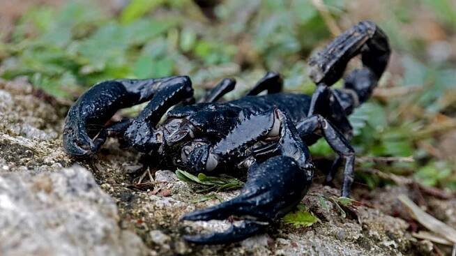 Black scorpion close up