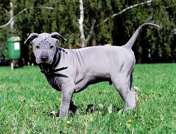 Thajský ridgeback modrý — Dogva.com