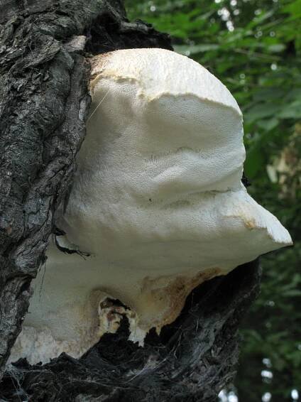 Tyromyces fissilis - bělochoroš jabloňový - myko.cz