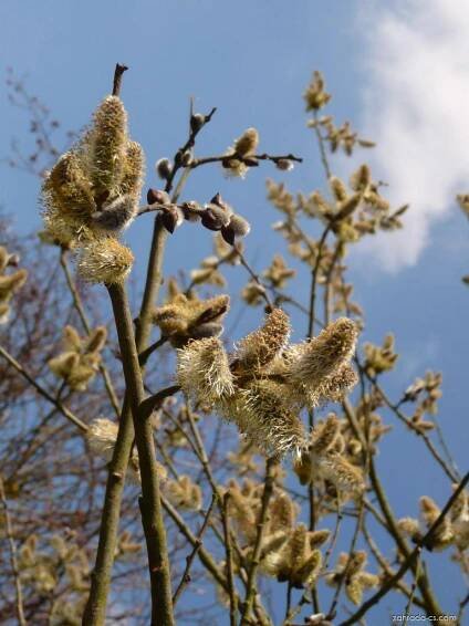 Vrba jíva - Salix caprea, květy, květenství