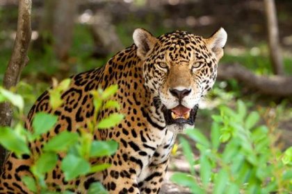 Jaguar ve volné přírodě — Stock obrázek