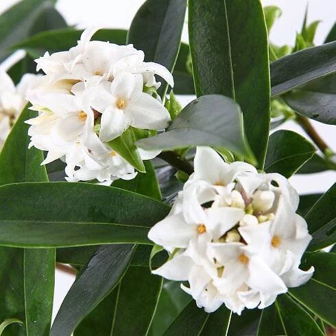 Daphne Perfume PrincessTM