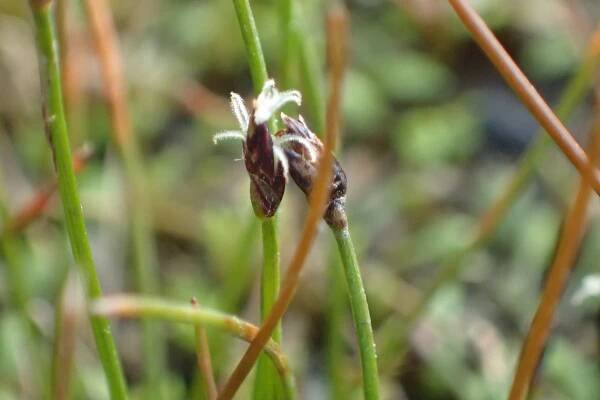 Eleocharis gracilis
