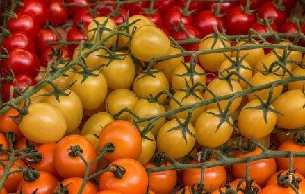 Jak nechat dozrát rajčata z obchodu