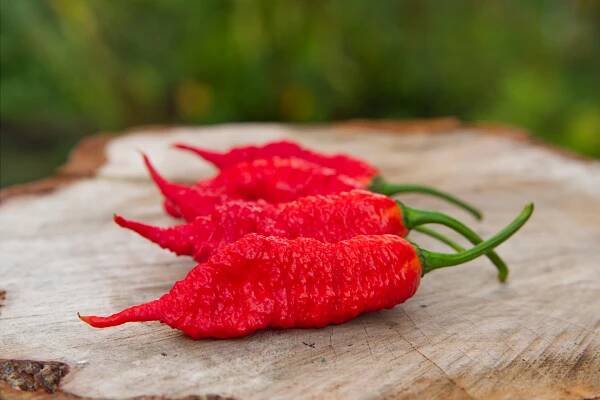 Fadda's Poison Tail Red F6 | Chilli semena | Chilli semena | Chilli semínka | Chilli omáčky | GOROL CHILLI