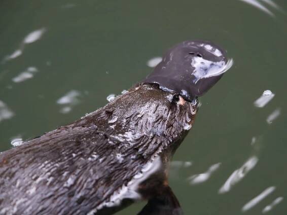 Platypus-close-up