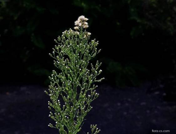 Turanka kanadská (Conyza canadensis)